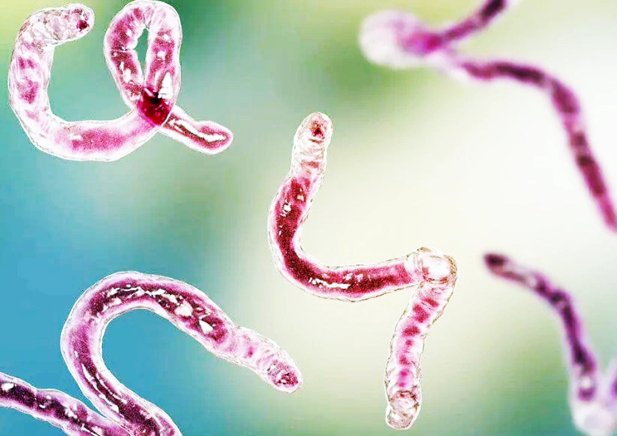 Microscopic view of a pathogen illustrating harmful microorganisms that can disrupt gut health and immune function, supported by functional medicine at BionwoRx in Carmel, Indiana